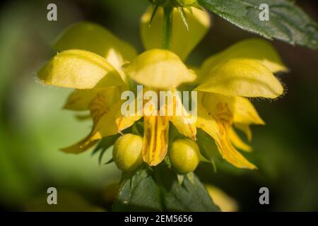 Lamium galeobdolona, connu sous le nom d'archange jaune, usine d'artillerie, ou usine d'aluminium, Scannilevée Copse, Christow, Devon, Royaume-Uni. Banque D'Images