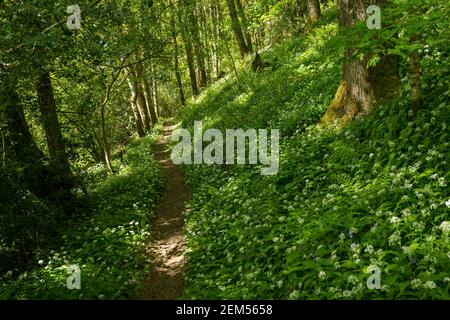 Scannilevée Copse, Christow, Devon, Royaume-Uni. Banque D'Images