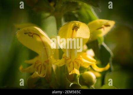 Lamium galeobdolona, connu sous le nom d'archange jaune, usine d'artillerie, ou usine d'aluminium, Scannilevée Copse, Christow, Devon, Royaume-Uni. Banque D'Images