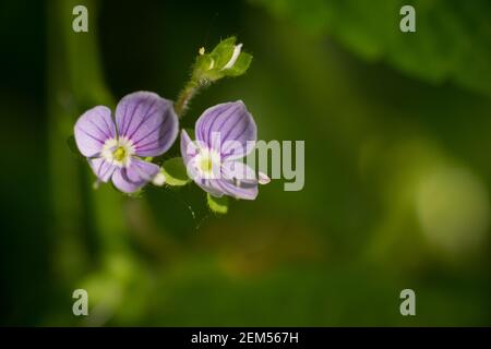 Wood Speedwell (Veronica montana), Scannilevée Copse, Christow, Devon, Royaume-Uni. Banque D'Images