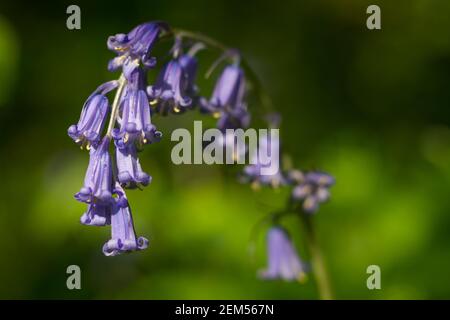 bluebell commun (jacinthoides non-scripta) (anciennement Endymion non-scriptus ou Scilla non-scripta), Scannilevée Copse, Christow, Devon, Royaume-Uni. Banque D'Images