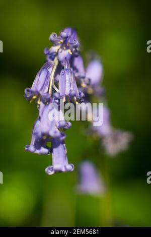 bluebell commun (jacinthoides non-scripta) (anciennement Endymion non-scriptus ou Scilla non-scripta), Scannilevée Copse, Christow, Devon, Royaume-Uni. Banque D'Images