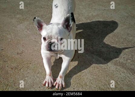 Bouledogue français portrait Banque D'Images
