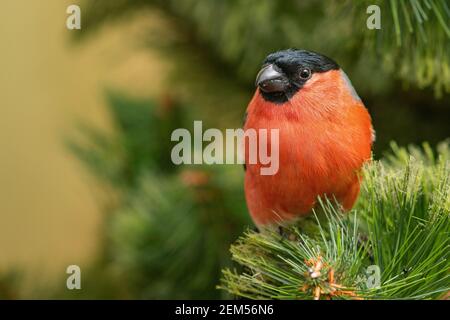 Le Bullfinch eurasien, mâle, Pyrrhula pyrrhula, est situé sur une branche d'un arbre de Noël. Banque D'Images