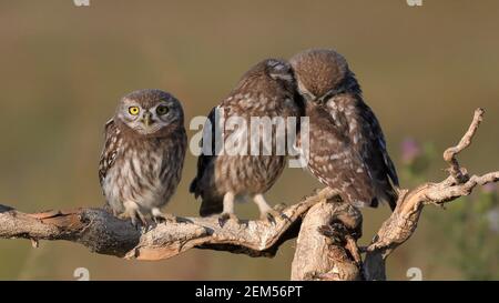 Trois jeunes petits hibou, Athene noctua, se dresse sur un bâton sur un beau fond. Banque D'Images