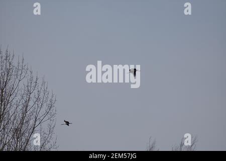 Oiseaux de la cigogne blanche en vol au-dessus des sommets des arbres Banque D'Images