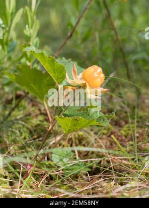 CLOUDBERRY avec fruits mûrs dans une forêt humide Banque D'Images