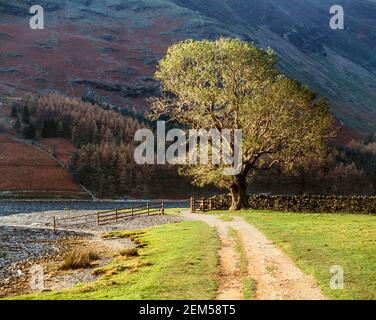 1998 Buttermere Lake District Angleterre - Ash Tree at Buttermere, Lake District National Park, Cumbria, Angleterre, Royaume-Uni, GB, Europe. Lone Ash à Buttermere, Lake District Cumbria GB Europe Banque D'Images