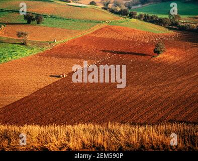 1998 Odemira Portugal - Agriculture - agriculteur labourage les champs avec des oiseaux suivant et se nourrissant parmi les sols nouvellement tournés et labourés. Odemira Alentejo Portugal eu Europe. Cultivateur herbacant un champ labouré pour préparer le lit de semence pour la récolte semée Banque D'Images