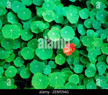 Gros plan d'une fleur rouge de nasturtium (Tropaeolum). Fleur rouge de nasturtium Et des feuilles de vert vif Tropaeolum majus Banque D'Images