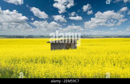 Un ancien hangar se trouve au milieu d'un champ de canola jaune fleuri sous un ciel spectaculaire dans le comté de Rocky View Alberta Canada. Banque D'Images