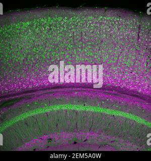 Cortex cérébral et partie de l'hippocampe dans une section du cerveau de souris, marquée par immunofluorescence et enregistrée par balayage laser confocal Banque D'Images