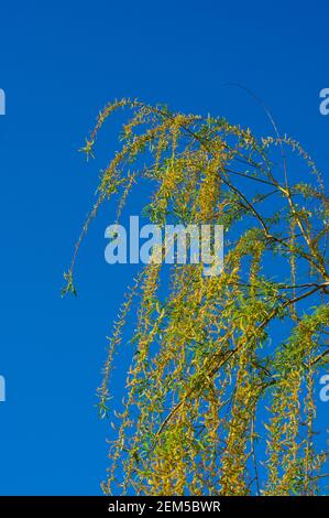 Branches fleuries d'un saule pleurant avec de jeunes feuilles, salix babylonica, au début du printemps, par une chaude journée ensoleillée contre un ciel bleu. Banque D'Images