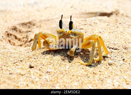 Crabes dans la nature sur l'île de Sri Lanka Banque D'Images