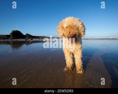 Chien bouffé sur la plage, Cornwall, Royaume-Uni Banque D'Images