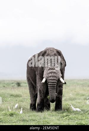 Un vieux éléphant de taureau dans le cratère de Ngorongoro, en Tanzanie Banque D'Images