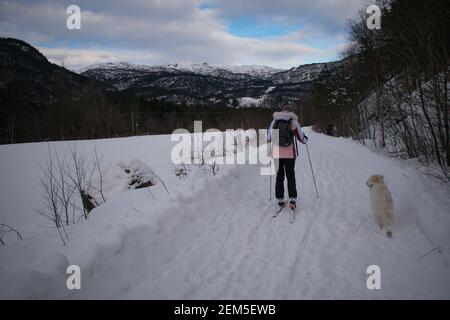 Jeune femme ski de fond avec chien (Husky / Samoyed) En Norvège Banque D'Images