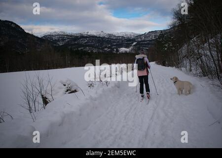 Jeune femme ski de fond avec chien (Husky / Samoyed) En Norvège Banque D'Images