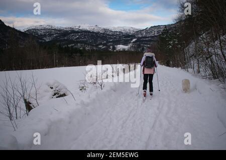 Jeune femme ski de fond avec chien (Husky / Samoyed) En Norvège Banque D'Images