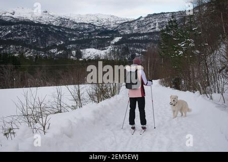 Jeune femme ski de fond avec chien (Husky / Samoyed) En Norvège Banque D'Images