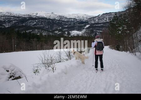 Jeune femme ski de fond avec chien (Husky / Samoyed) En Norvège Banque D'Images