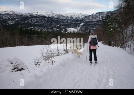 Jeune femme ski de fond avec chien (Husky / Samoyed) En Norvège Banque D'Images