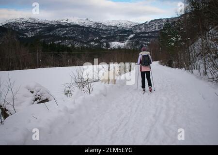 Jeune femme ski de fond avec chien (Husky / Samoyed) En Norvège Banque D'Images