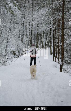 Jeune femme ski de fond avec chien (Husky / Samoyed) En Norvège Banque D'Images