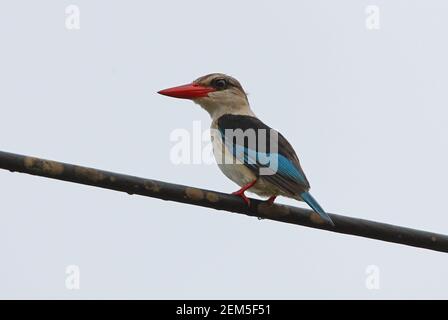 Kingfisher à capuchon brun (Halcyon albiventris orientalis) adulte perché sur la ligne de puissance de la réserve d'éléphants de Mwaluganje, Kenya Novembre Banque D'Images