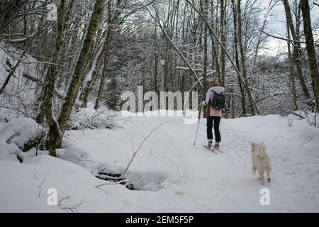 Jeune femme ski de fond avec chien (Husky / Samoyed) En Norvège Banque D'Images