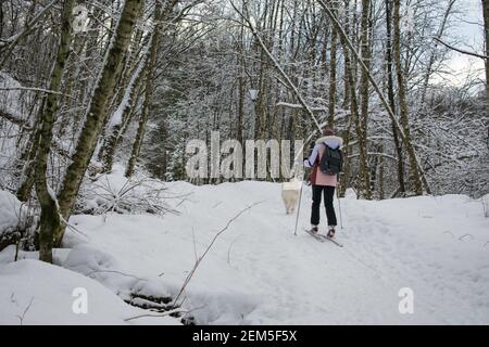 Jeune femme ski de fond avec chien (Husky / Samoyed) En Norvège Banque D'Images