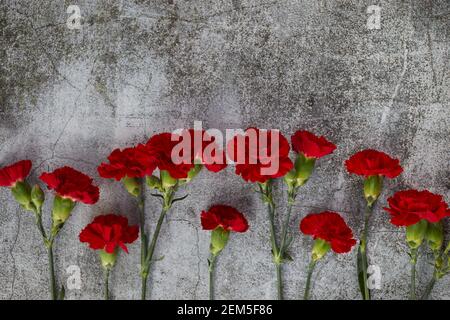 Fleurs de la carnation béaytiful sur fond gris. Vue de dessus Banque D'Images