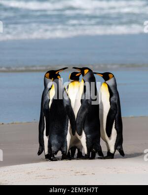 Caucus de manchots royaux, Aptenodytes patagonicus, sur la plage, au cou, Saunders Island, îles Malouines, territoire britannique d'outre-mer Banque D'Images