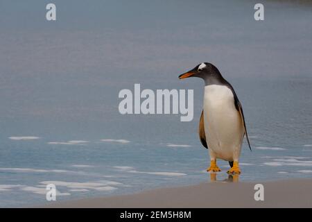 Un pingouin Gentoo solitaire, Pygoscelis papouasie, se tenant sur la plage dans le cou, l'île Saunders, les îles Falkland, le territoire britannique Oversea Banque D'Images