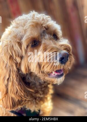 Cavapoo chien dehors dans le jardin, mixte - race de cavalier King Charles Spaniel et Poodle. Banque D'Images