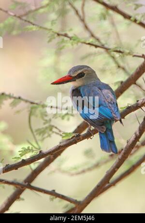 Kingfisher des forêts (Halcyon senegalensis senegalensis) adulte perché dans le lac des arbres Baringo, Kenya Novembre Banque D'Images