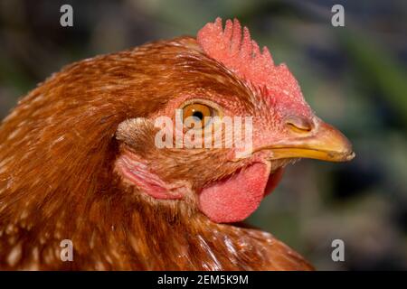 Portrait d'un poulet brun, aire d'entrée libre, à l'extérieur. Banque D'Images
