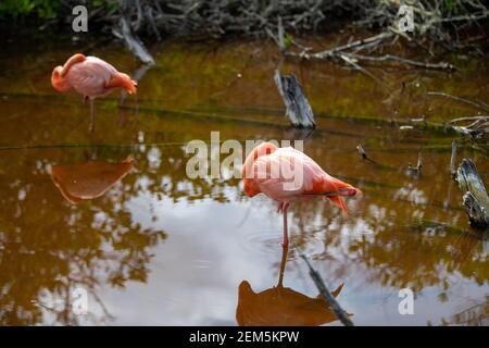 Beau flamants roses au repos (Phoenicoptéridae) Banque D'Images