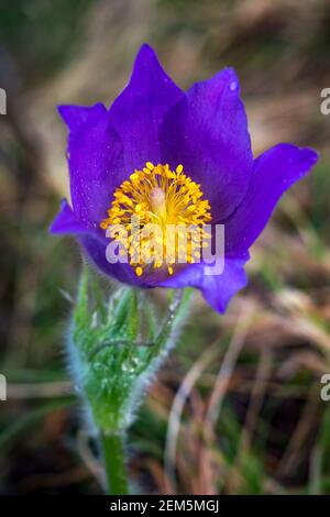 Fleur de Pulsatilla patens le jour du printemps. Vue verticale sur le paqueflower de l'est. Anemone de feuille de coupe dans la nature Banque D'Images