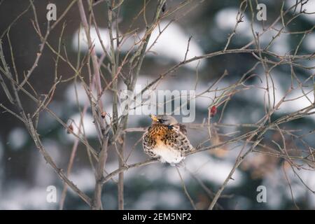 Ruffled fieldfare est assis sur un chien rose pendant une chute de neige, Moscou, Russie Banque D'Images