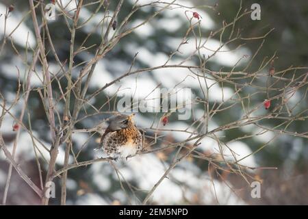 Ruffled fieldfare est assis sur un chien rose pendant une chute de neige, Moscou, Russie Banque D'Images