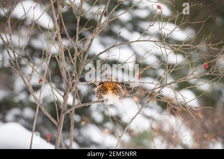 Ruffled fieldfare est assis sur un chien rose pendant une chute de neige, Moscou, Russie Banque D'Images