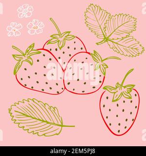 Dessin de couleur de fraises. Feuilles vectorielles et fleurs de fraises. Illustration simple, dessin à main levée. Illustration de Vecteur