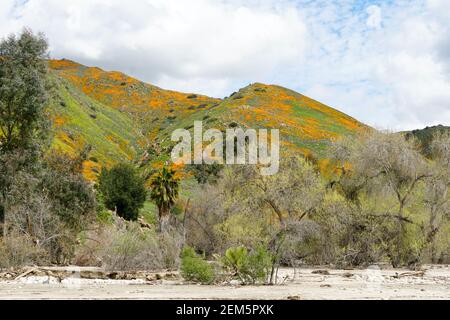 California Golden Poppy and Goldfields fleurir à Walker Canyon, Lake Elsinore, Californie. ÉTATS-UNIS. Fleurs de pavot orange vif pendant le désert de Californie super b Banque D'Images