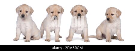 Une portée de quatre chiots du labrador âgés de 5 semaines a été isolée sur un fond blanc qui s'éloigne Banque D'Images