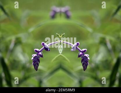 La sauge Bush mexicaine de minuit (Salvia leucantha) velouté violet profond fleurit la composition abstraite naturelle. Banque D'Images