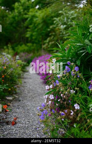 Géranium wallichianum Crystal Lake,Géranium Anne Thomson,magenta,rose,pourpre,fleur,fleurs,Floraison,vivace,mélange,mixte,chemin,arête,avivée, Banque D'Images