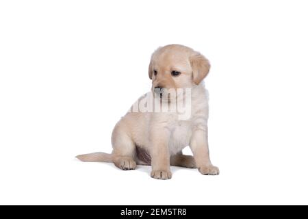 chiot labrador de 5 semaines isolé sur fond blanc à pied Banque D'Images