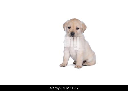 chiot labrador de 5 semaines isolé sur fond blanc à pied Banque D'Images