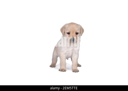 chiot labrador de 5 semaines isolé sur fond blanc à pied Banque D'Images